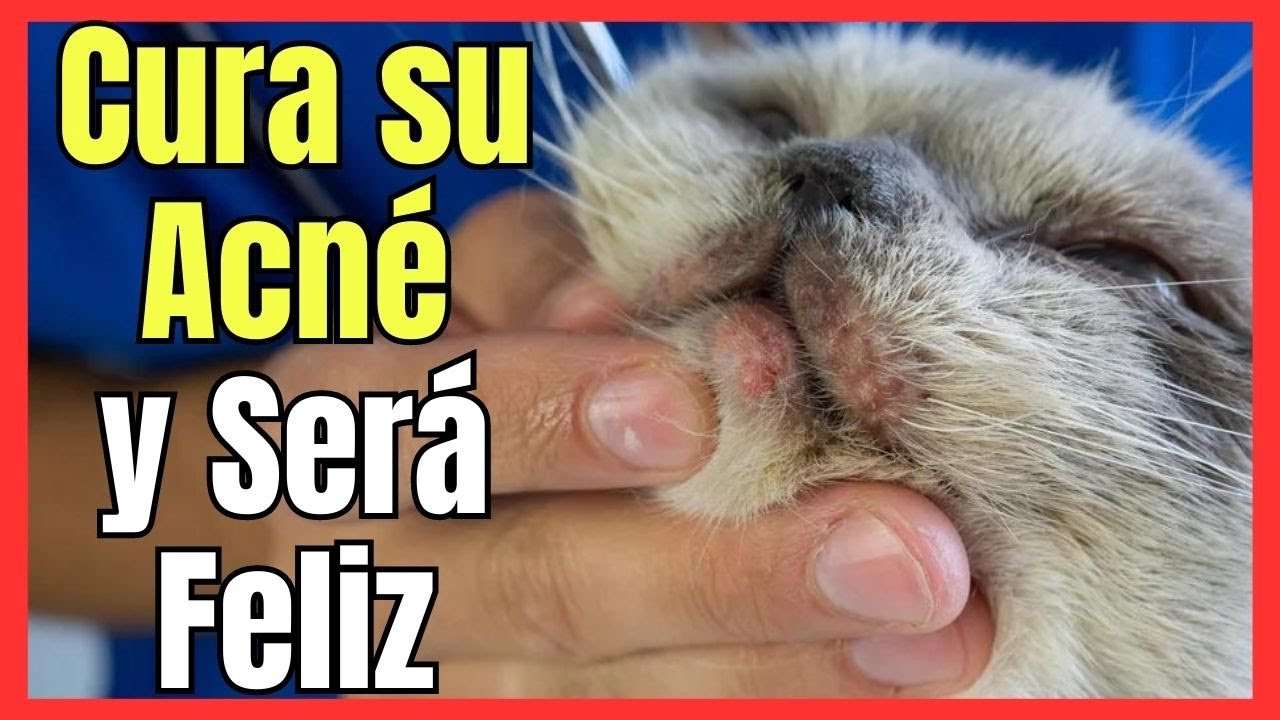 💘 ¿CÓMO CURAR EL ACNÉ (PUNTOS NEGROS) EN GATOS CON TRATAMIENTO CASERO?💘