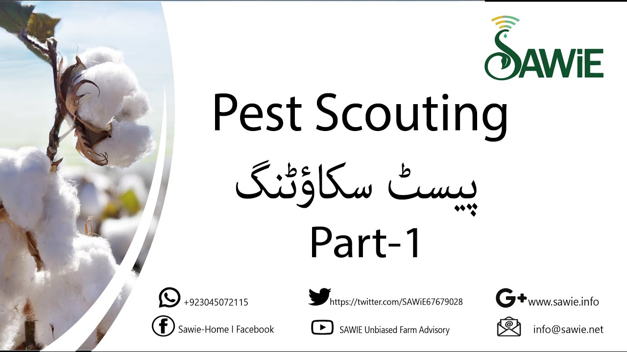 Cotton Series | Pest Scouting Cotton Part 1 |1پیسٹ سکاؤٹنگ حصہ