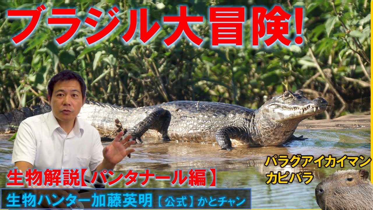 ジャガーを探せ！カピバラ！ワニ！ブラジル大冒険！Brazil Adventure！Find the Jaguar！ ≫生物ハンター加藤英明【公式】かとチャン
