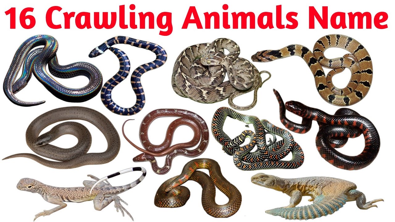 जंगल के 16 रेंगने वाले जानवर  Discover the Most Fascinating Creatures🐾✨