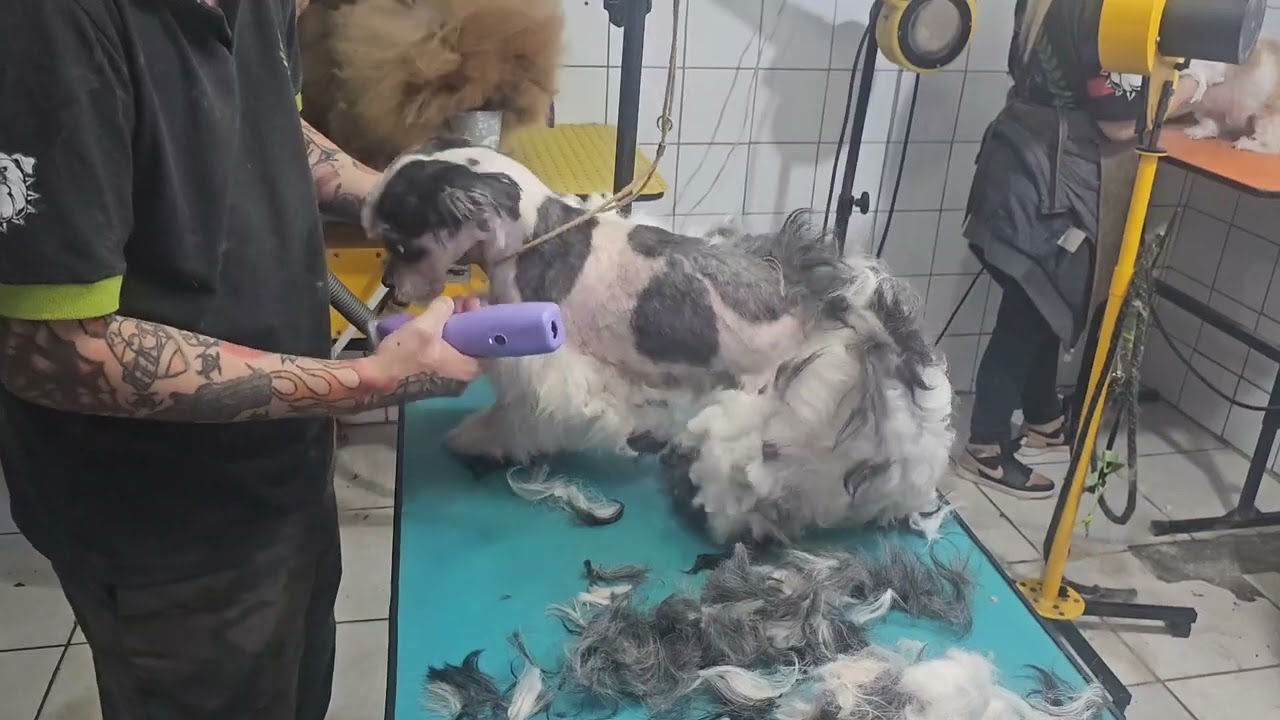 Como tosar cachorro com muito nós na pelagem. 