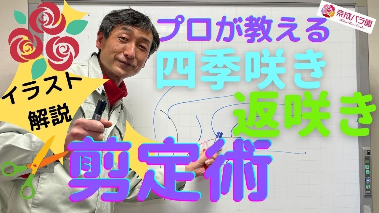 「冬剪定」四季咲き・返咲き　バラの剪定　初めての方にもわかりやすいイラスト解説！