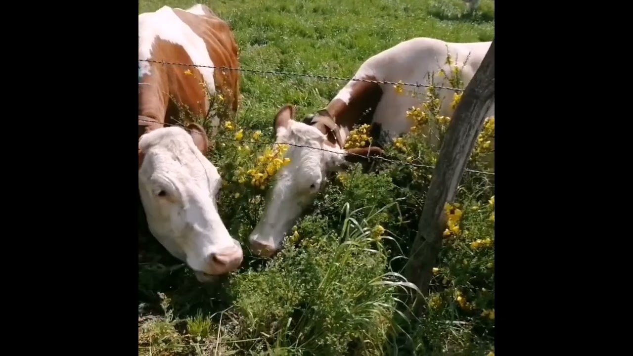 Natirando sur le chemin de Compostelle... Direction Conques...