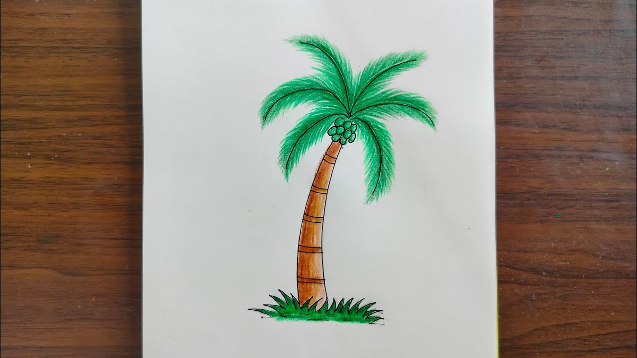How to Draw a Coconut Tree Step by Step || Coconut Tree Drawing for Beginners|| Tree Drawing