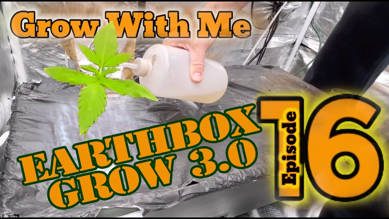 Start of NEW GROW ! - Grow With Me - Episode 16 | Earthbox Grow 3.0