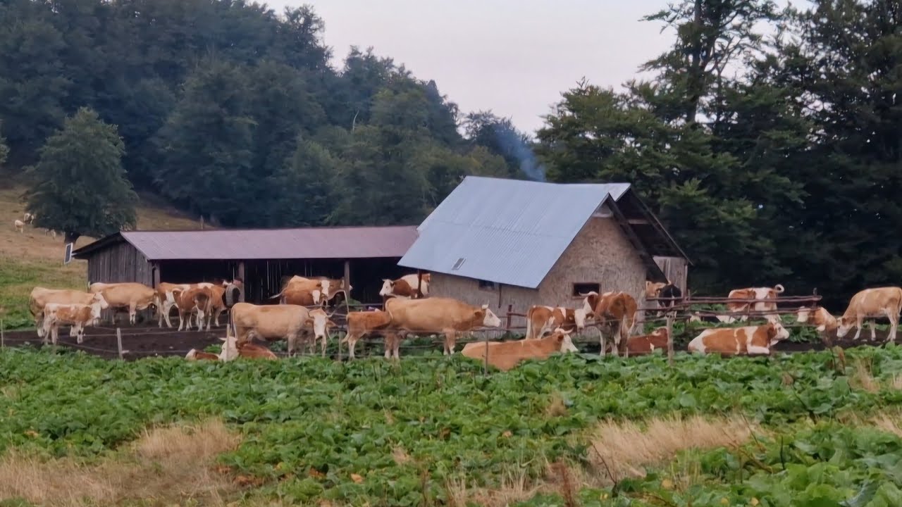 COBORÂTUL VACILOR DIN MUNTELE JIGOR , JUDEȚUL HUNEDOARA