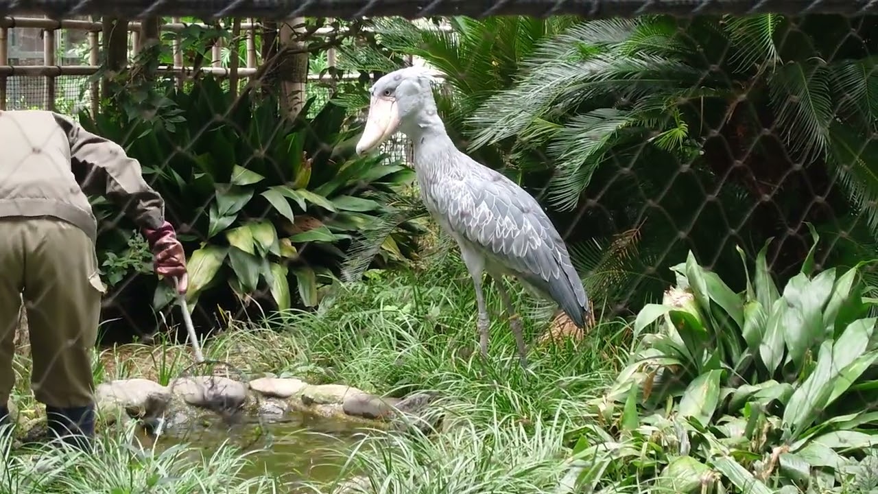 飼育員さん登場に喜ぶハシビロコウ　アサンテ　上野動物園