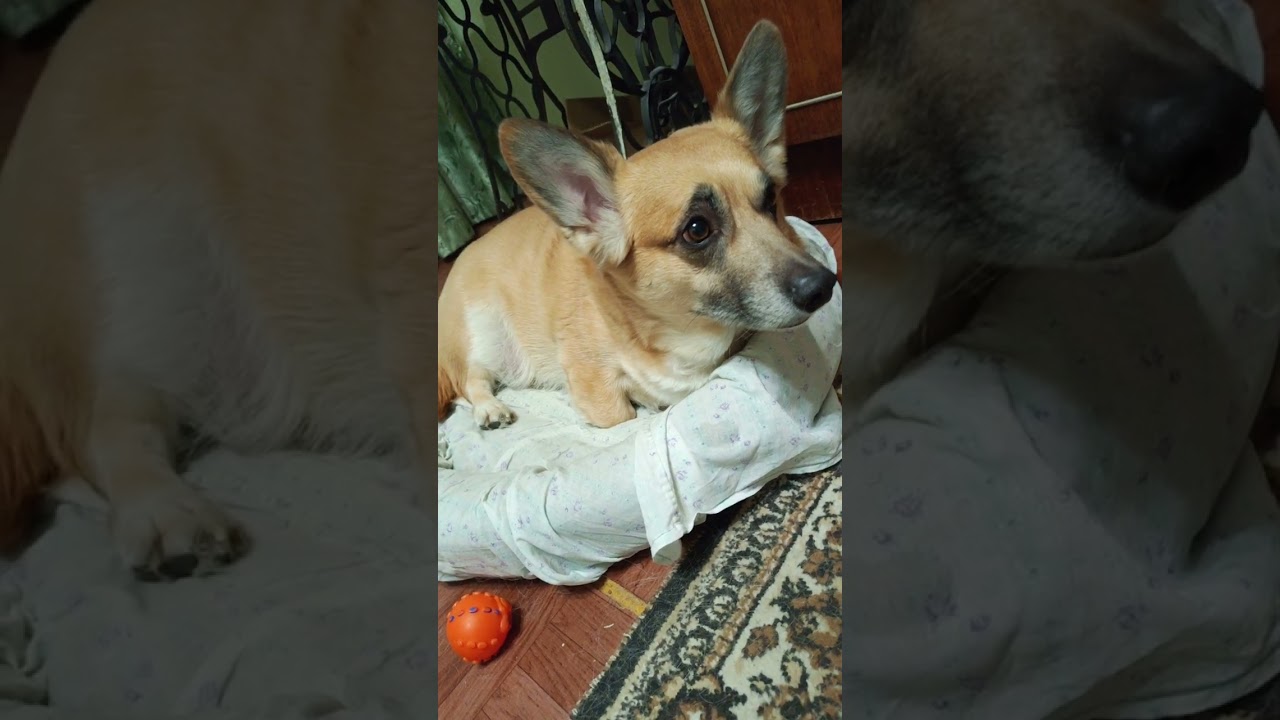 Бетховен заболел мой спецназ ОКЕЦ 😢