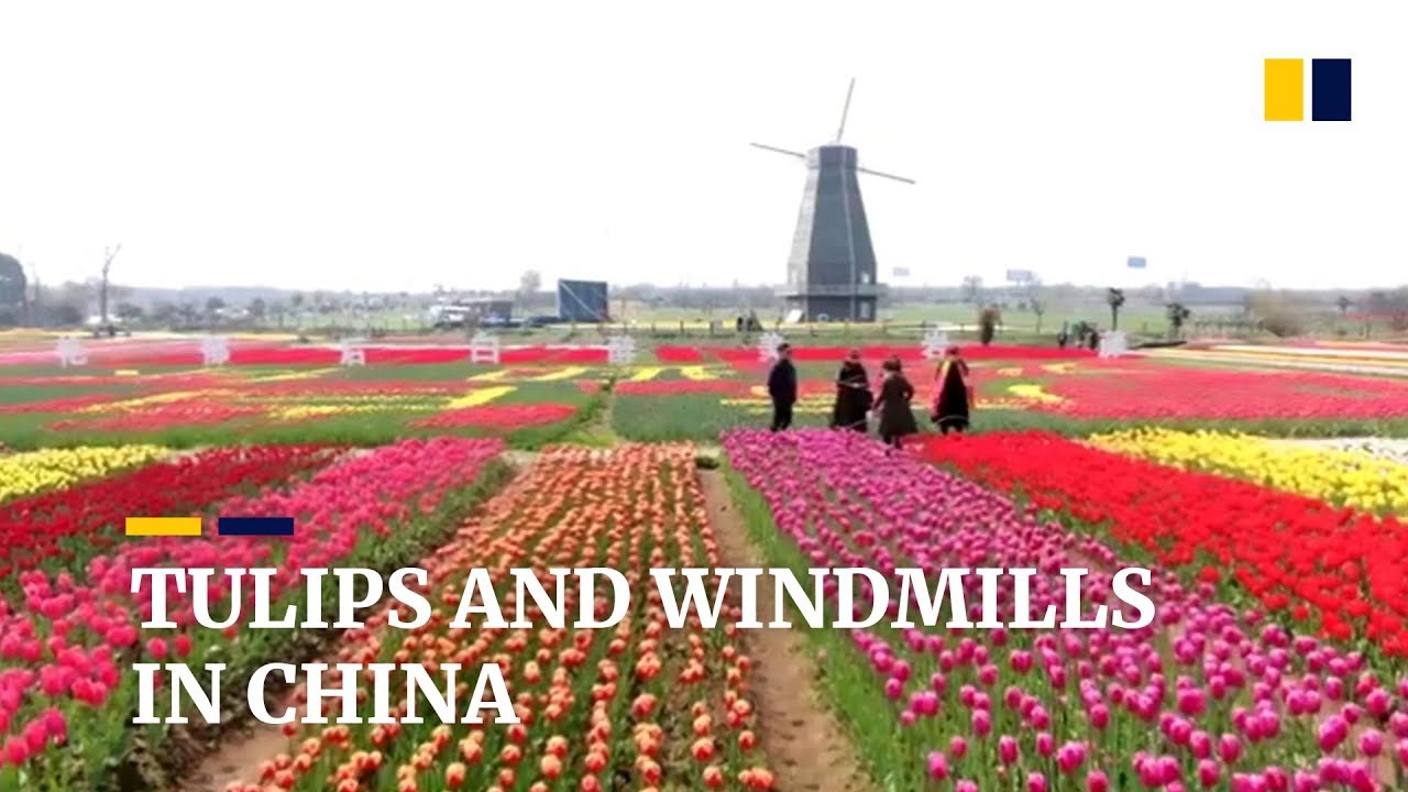 Tulip fields and windmills offer Dutch backdrop for tourists in eastern China