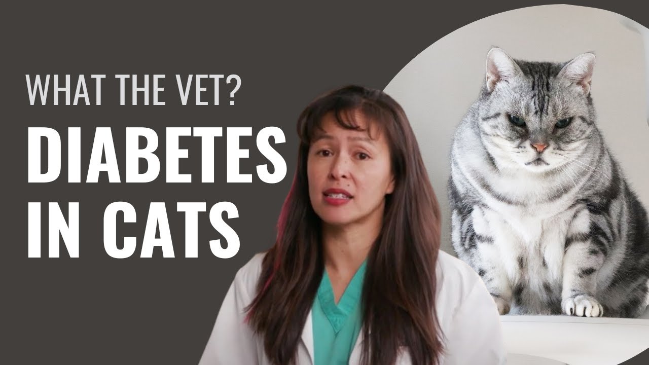 Diabetes in Cats - Symptoms, Treatment & Prevention - Dr. Justine Lee
