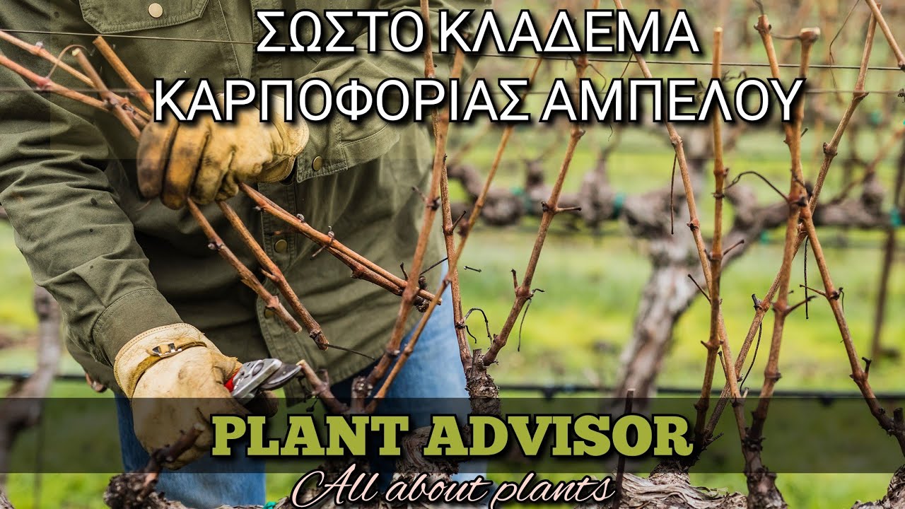 Σωστό Κλάδεμα Καρποφορίας Αμπέλου ‼️Plant Advisor Greece