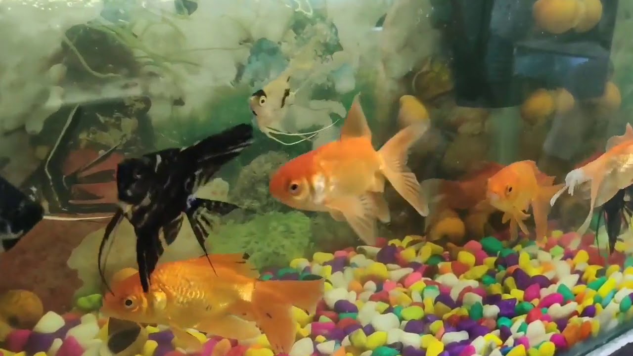Diamond Aquarium BARABANKI.. New Stock... 29 jul 2020...