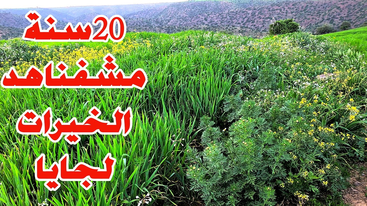 20 سنة مشفنا هد الخيرات للايام تبارك الله البال هد العام يبقى في الحصيدة