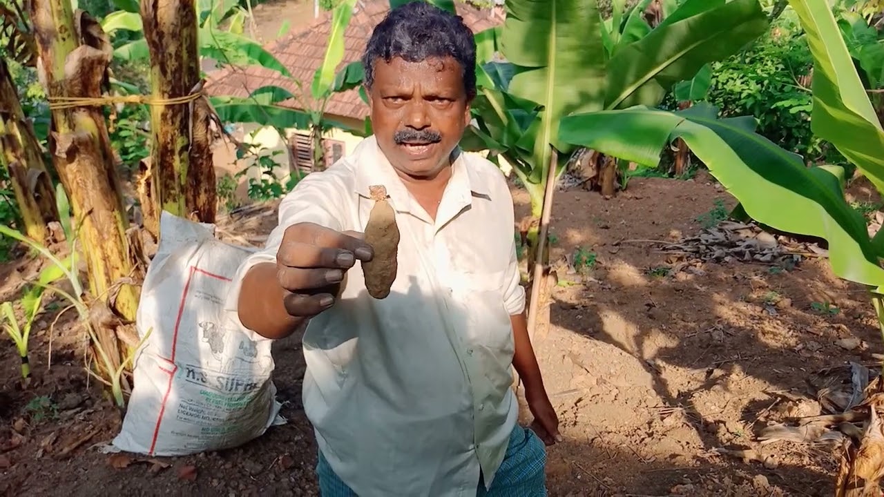 ചെറുകിഴങ്ങ് ഇങ്ങനെ കൃഷി ചെയ്താൽ ലാഭം ഇരട്ടി
