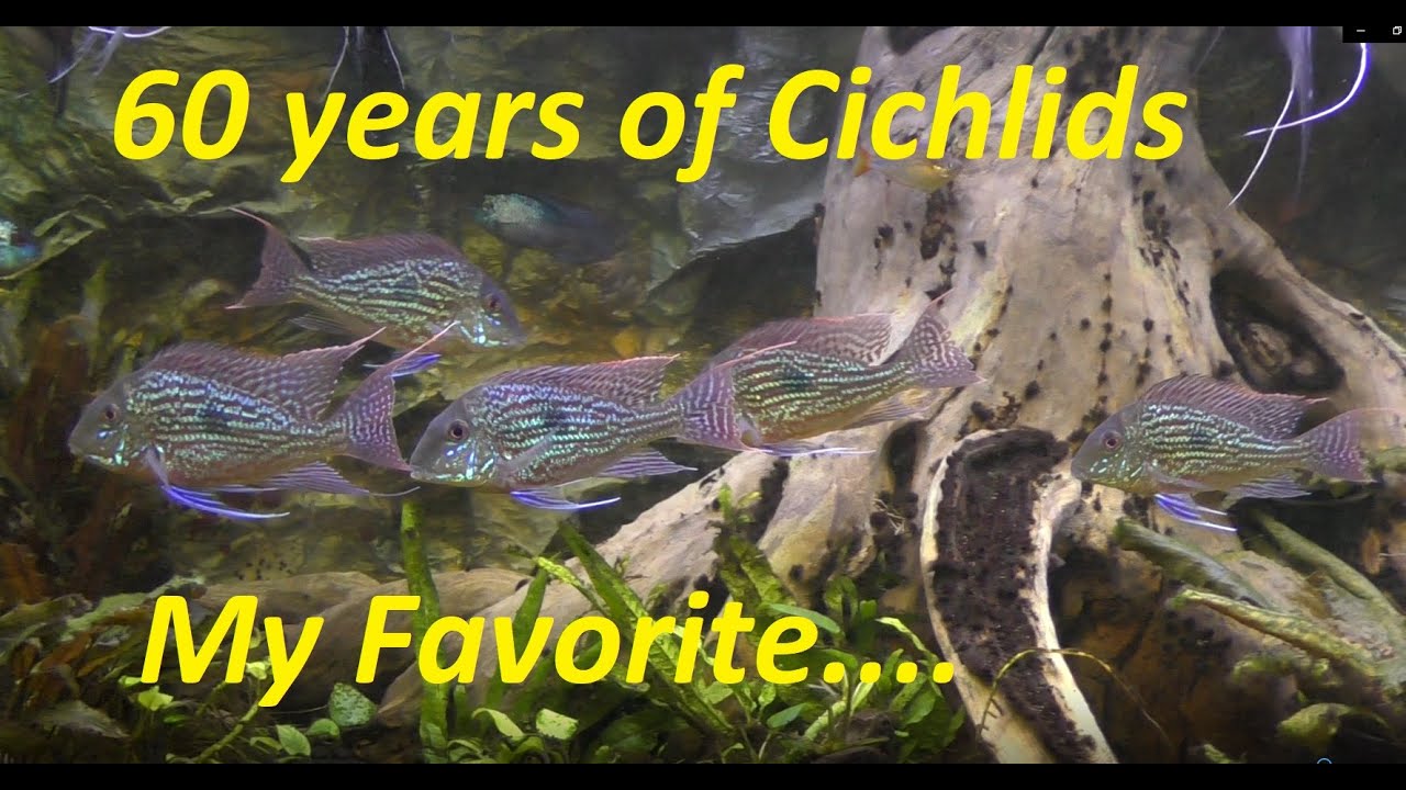 60 Years of Cichlids, New Favorite- Geophagus Sveni