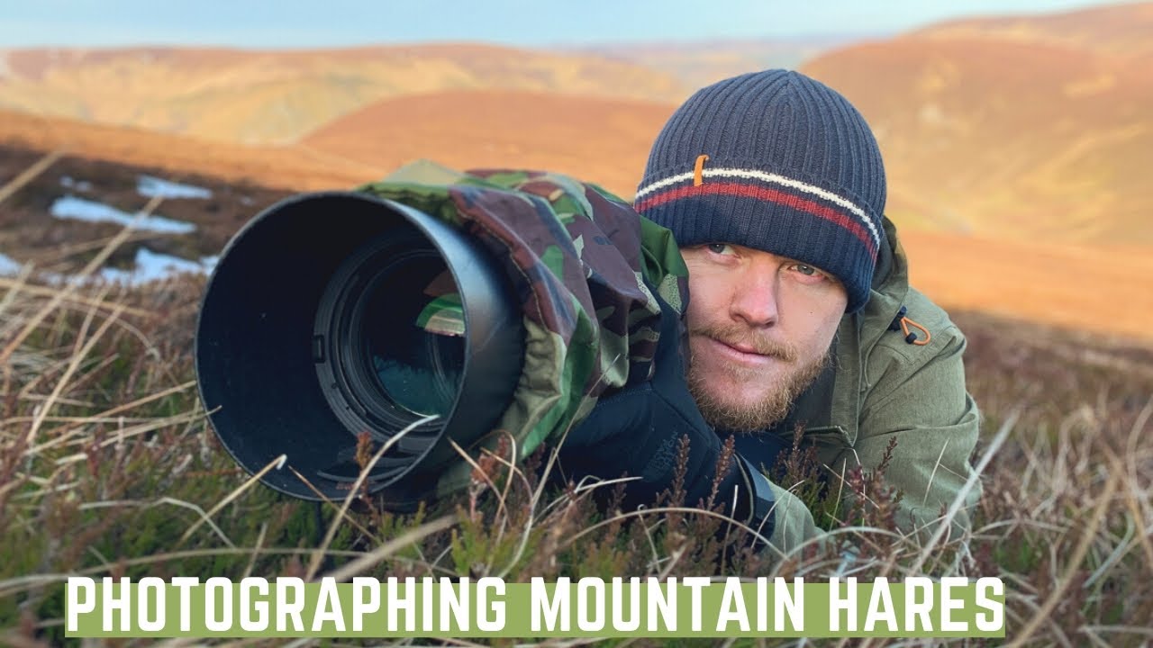 Mountain Hares Photography in Scotland | Wildlife Photography
