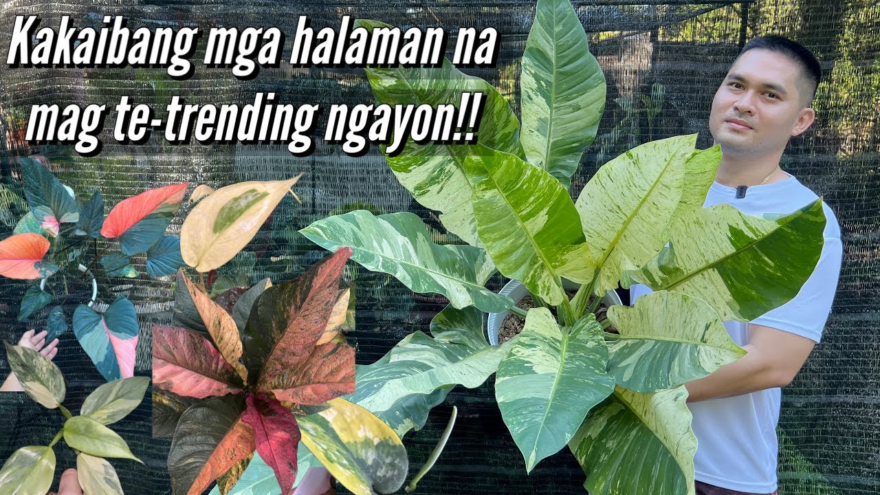 8 KAKAIBANG HALAMAN NA SISIKAT NGAYONG 2023