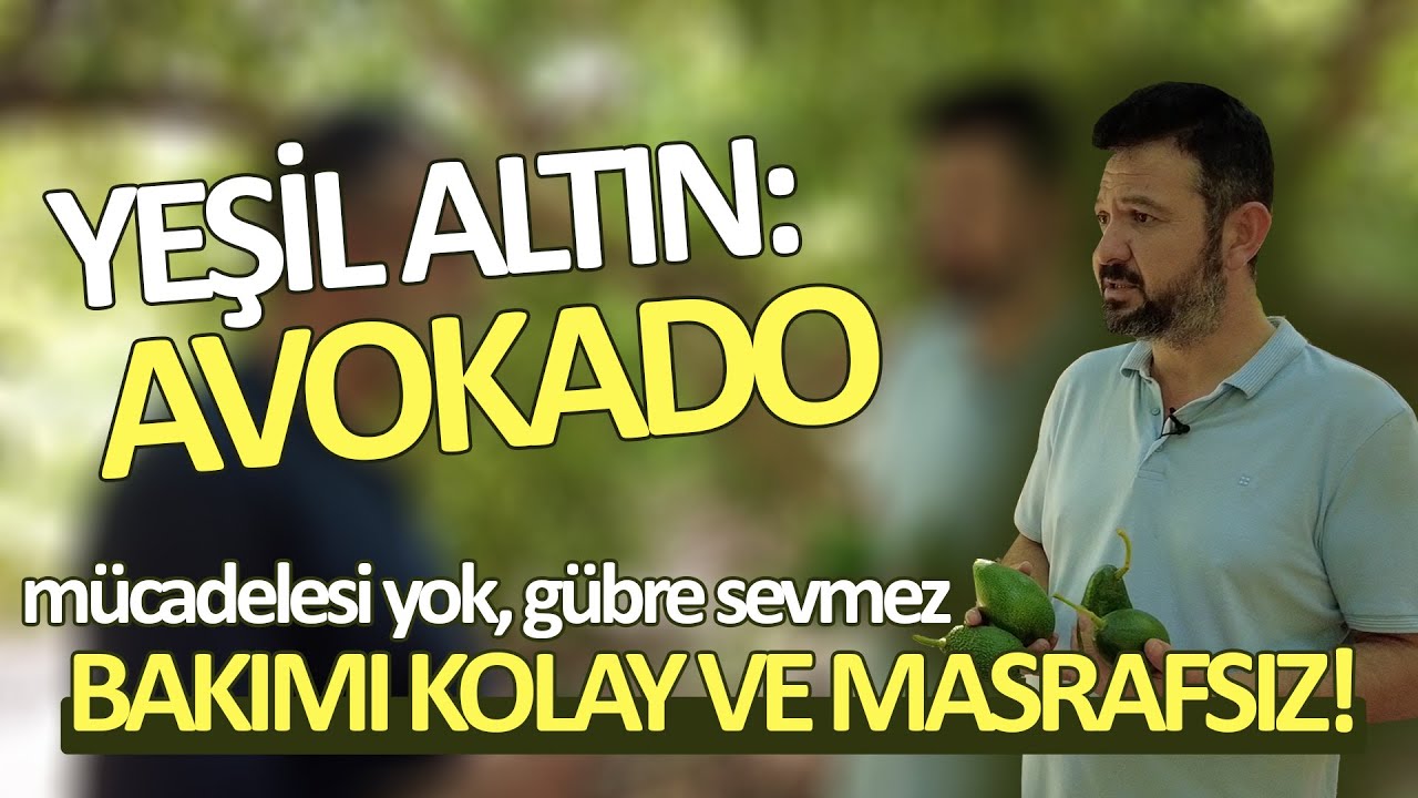 Mücadelesi Yok, Gübre Sevmez BAKIMI KOLAY - Akdeniz'de Tarım