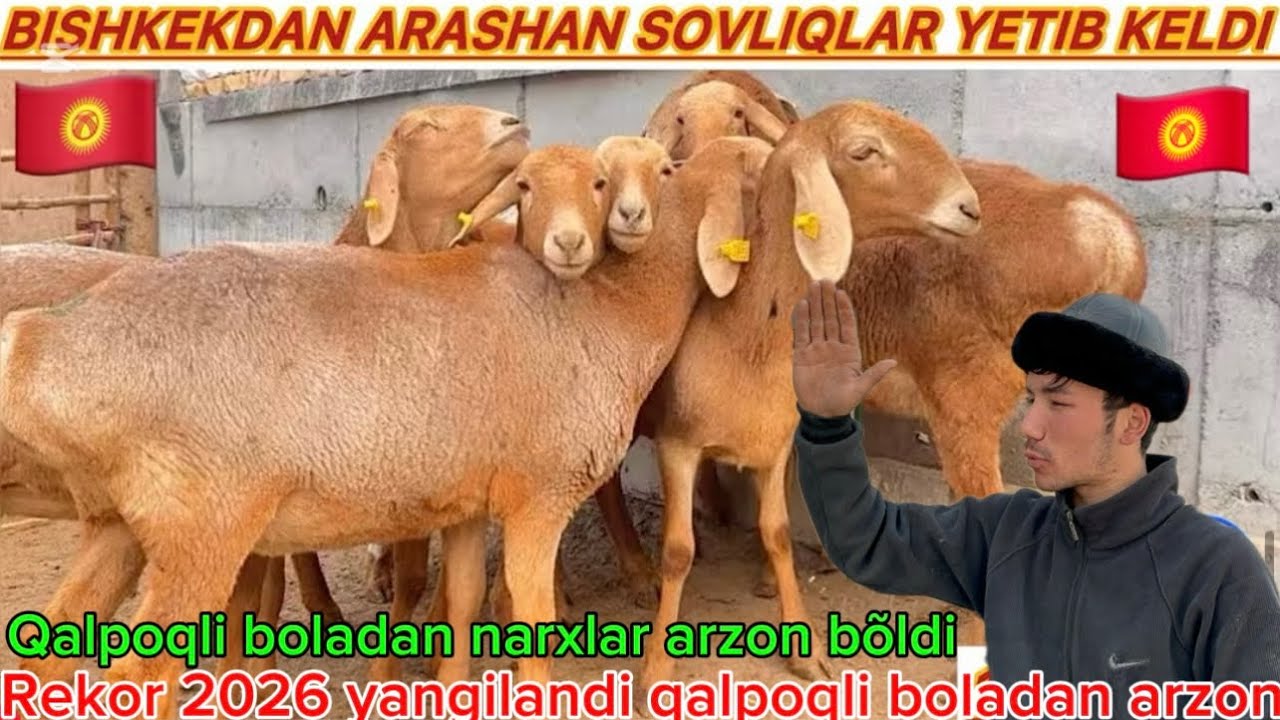 Qalpoqli boladan zotga arashan qõylar arzon narxlarda shoshiling linyaliklari 