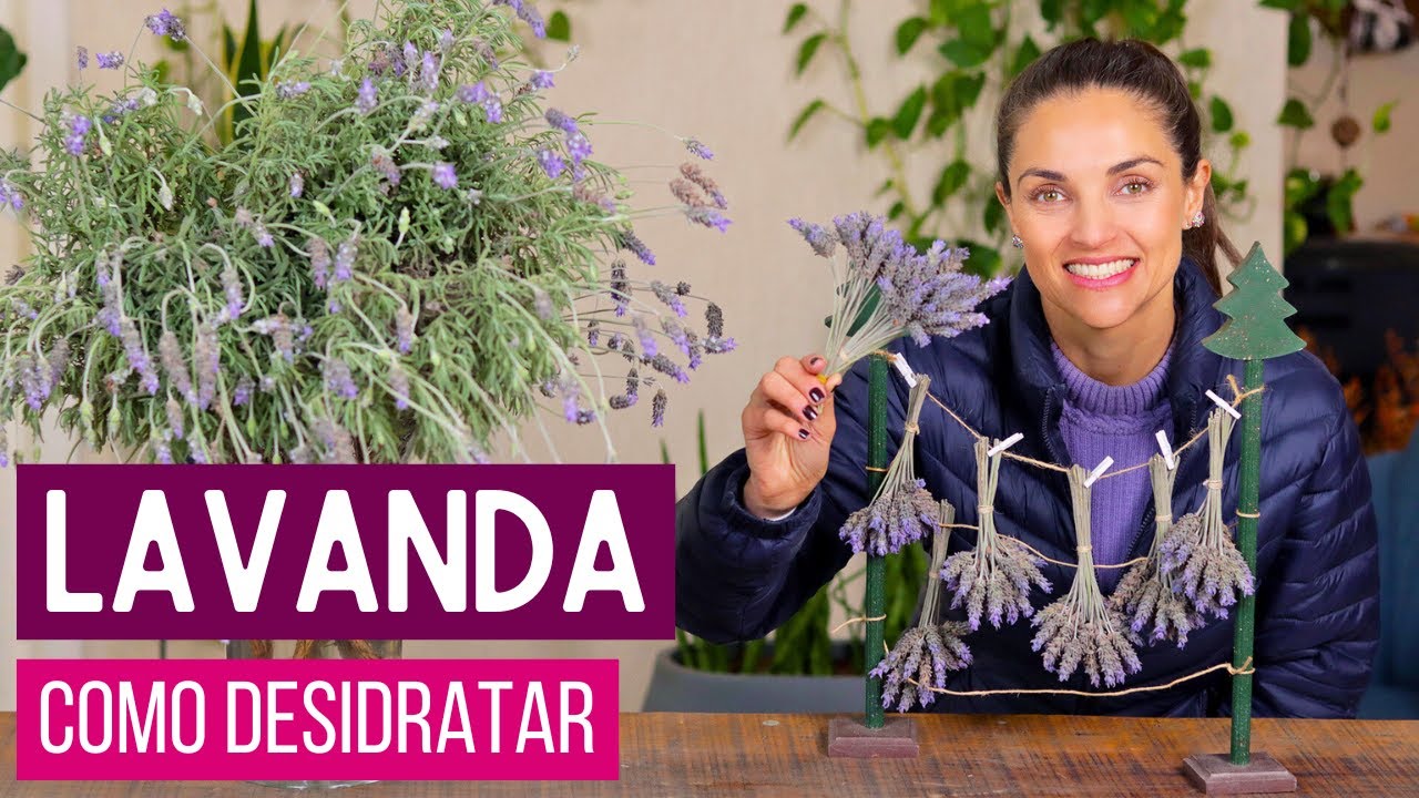 LAVANDA - COMO DESIDRATAR as FLORES e VÁRIAS IDEIAS para USÁ-LAS