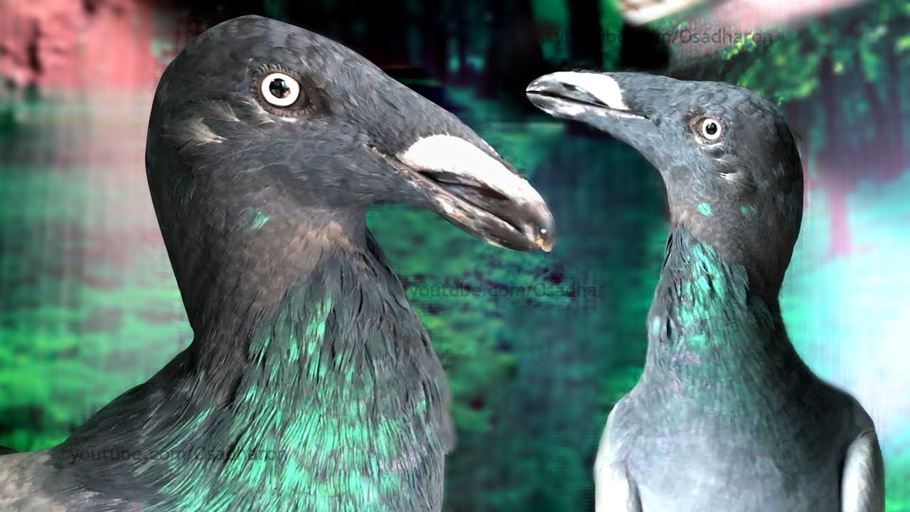 Amazing Fancy Pigeon - Exhibition homer Pigeon