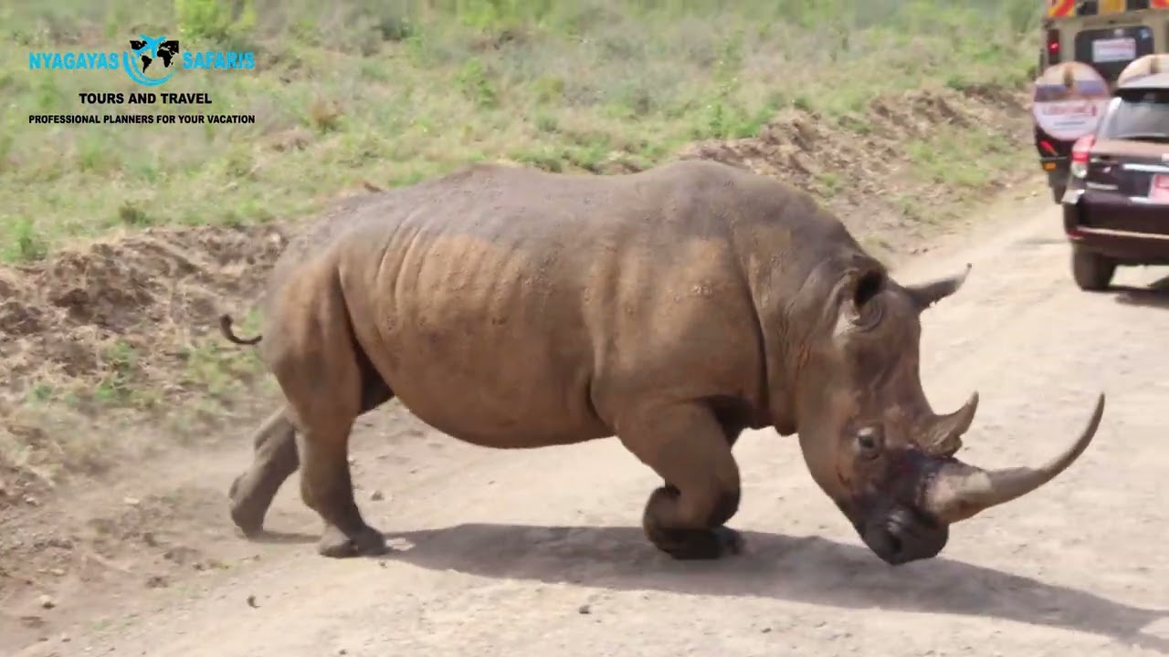 NAIROBI NATIONAL PARK EXPERIENCE PT 2
