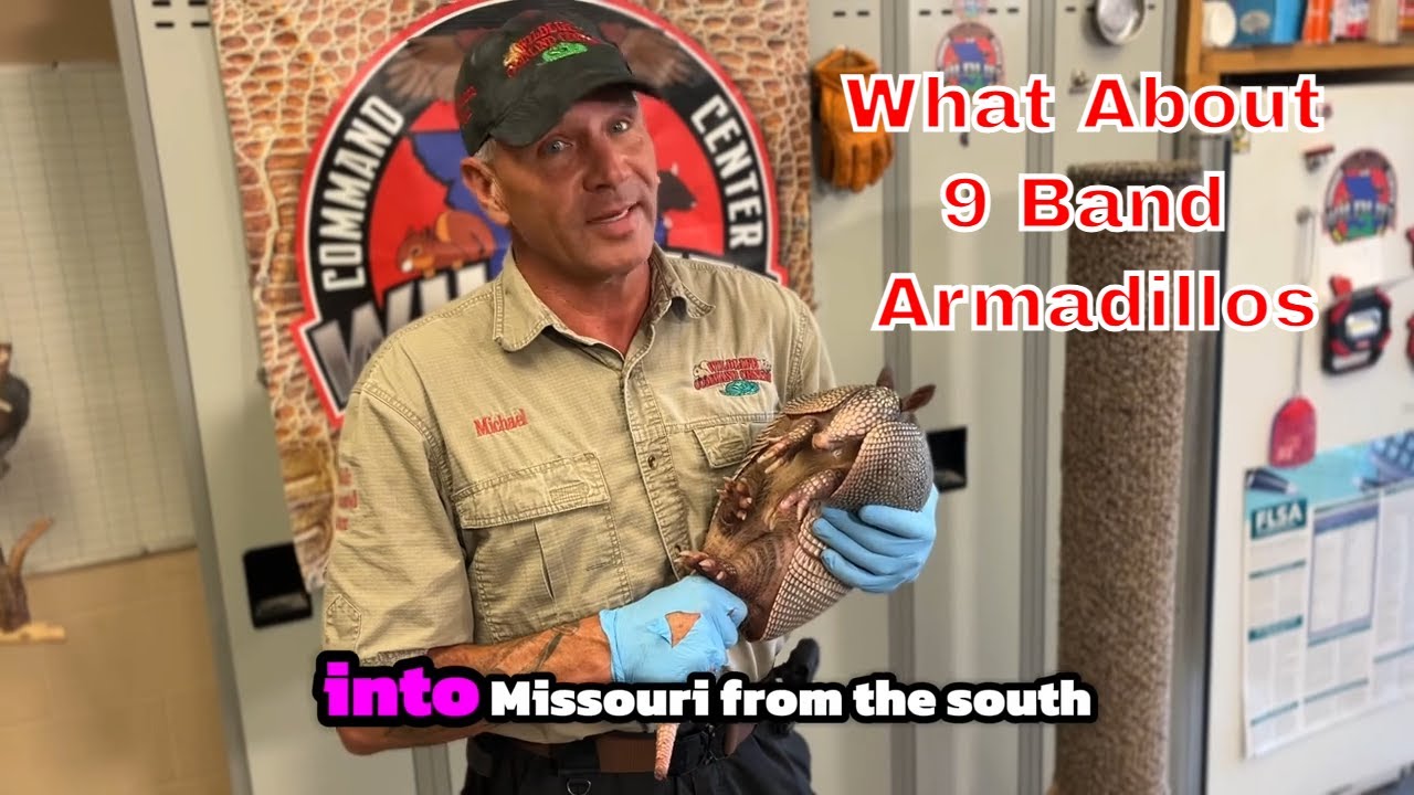 9-banded Armadillos: The Top Fun Facts You Need To Know! #animals #animalfacts