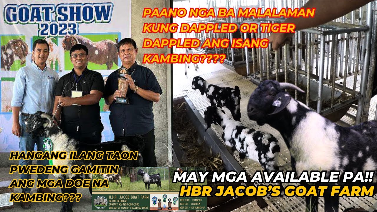 PART 2 / TOUR SA HBR JACOB'S GOAT FARM /MGA MATERYALES PINASILIP NA/BOER GOAT FARM HOME OF CHAMPIONS