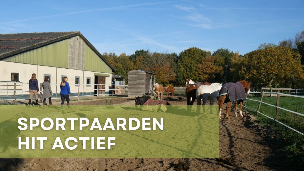 Sportpaarden op een Hit-Actief stal | D-Sportstables - Natuurlijke Huisvesting