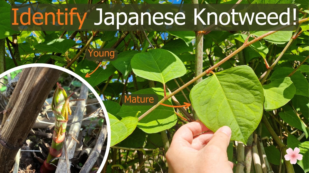 How to Identify Japanese Knotweed (Reynoutria japonica) Through the Year