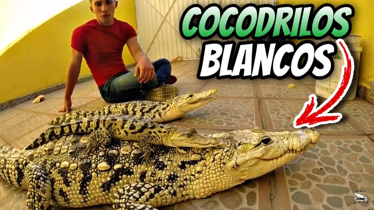 Increíbles Cocodrilos Blancos De André Rocha Parte 2