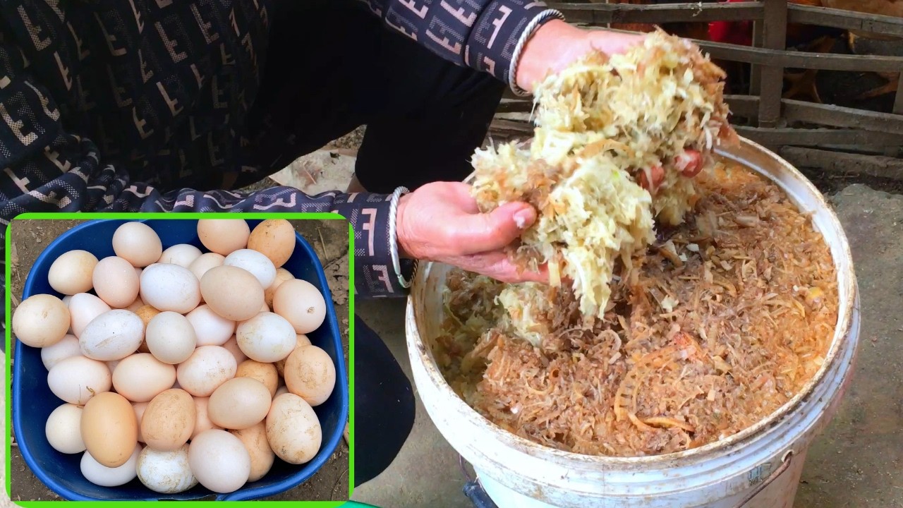 The Best Fermented Feed for Laying Hens