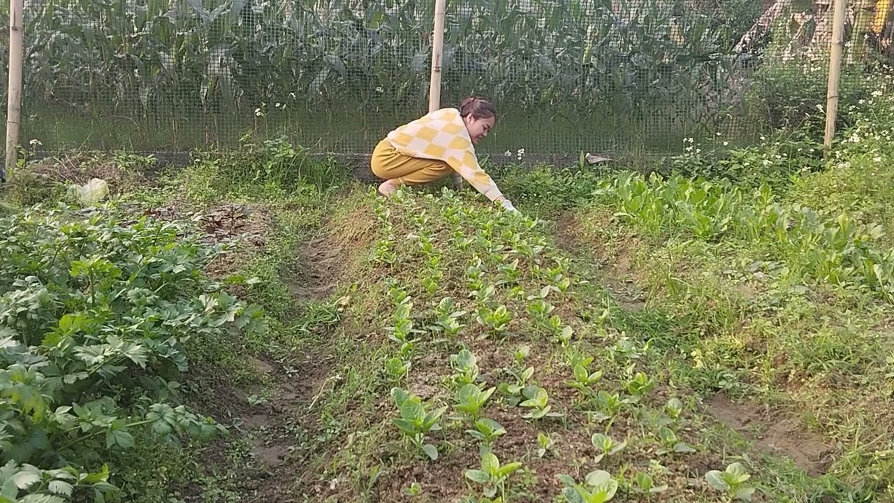 Entretien du Potager  D&eacute;sherbage pour un Jardin Saine