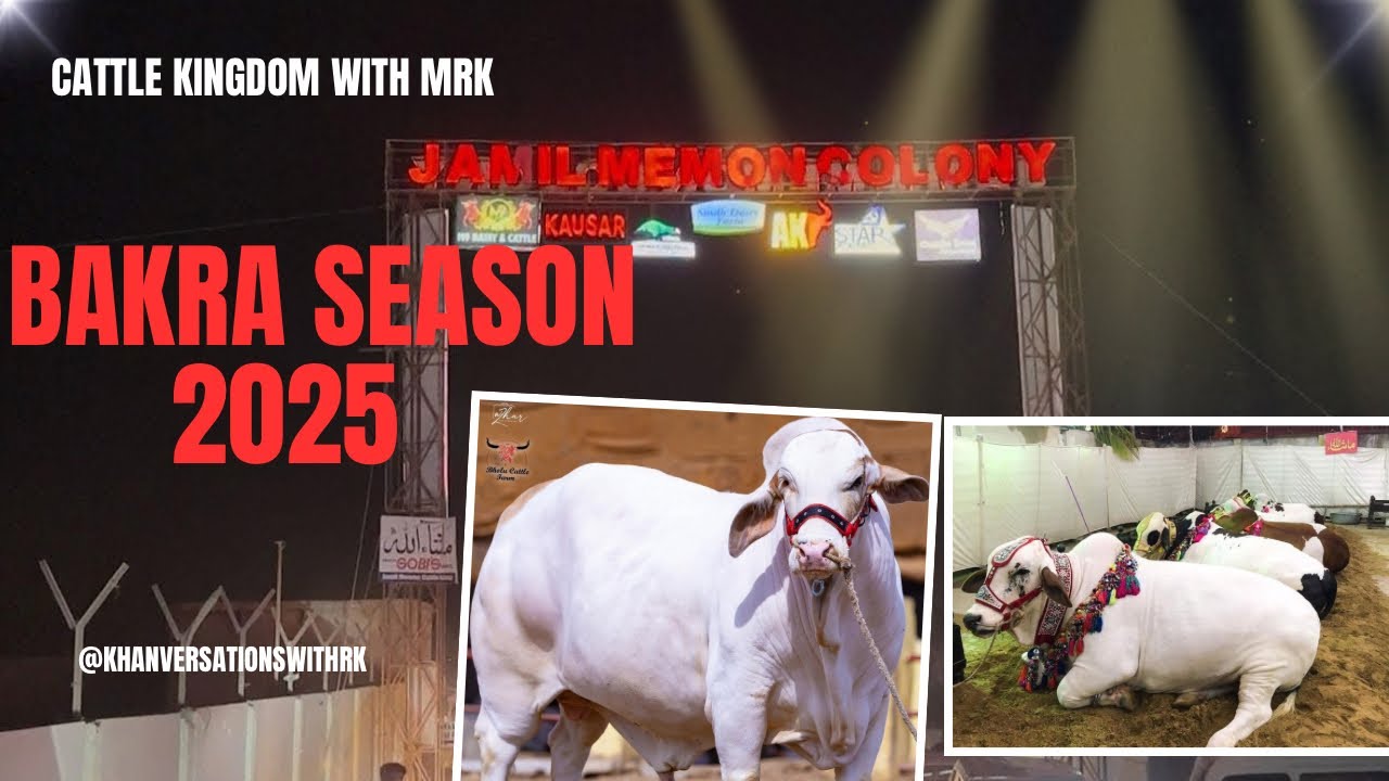 First Live From Jameel Memon Mandi | Bakra Eid Season 2025 | Beauties of Pakistan