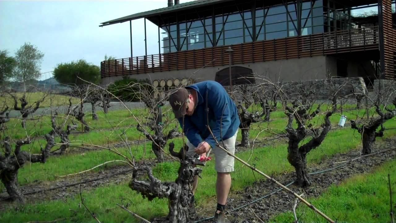 Pruning Old Vine Zinfandel with Tim Hardin