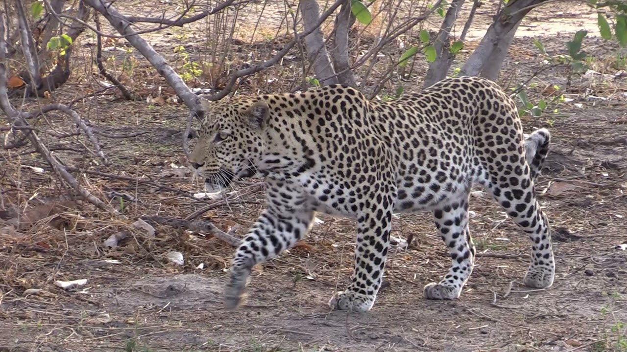 Botswana 2021 - Levhart skvrnit&yacute;  (Panthera pardus)