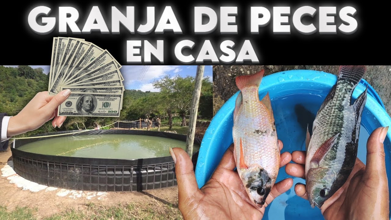 Cómo EMPEZAR tu granja de PECES con poco dinero y HACER un negocio RENTABLE En poco TIEMPO