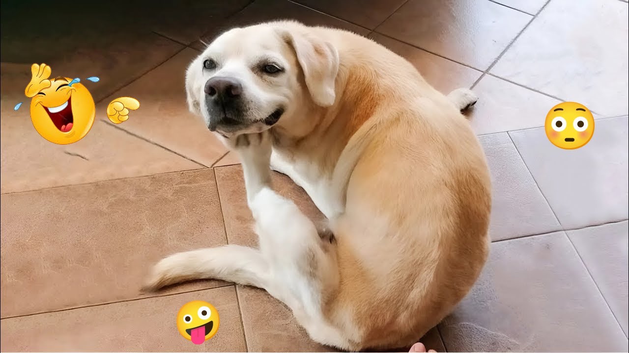 HILARIOUS DOGS 2026 🐕😂 Try Not to Laugh Funny Dogs Moments #21