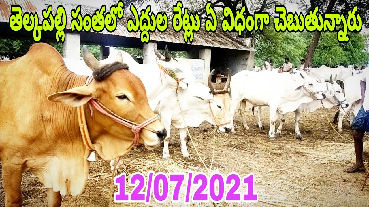 తెల్కపల్లి సంతలో ఎద్దుల రేట్లు ఏవిధంగా చెబుతున్నారు-Telkapally bulls market-telkapally santha-bulls