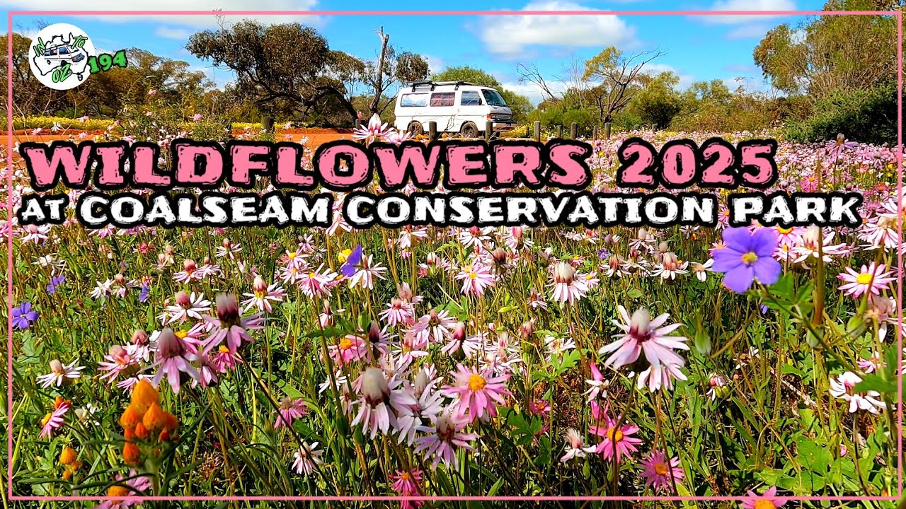 Wildflowers at Coalseam Conservation Park.