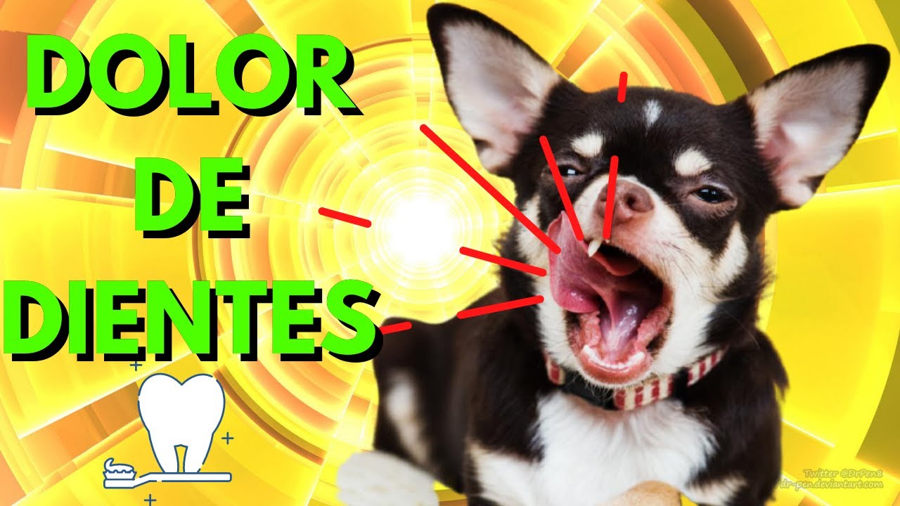 🦷COMO SABER si a MI PERRO le DUELEN los DIENTES SIGNOS, como SOLUCIONARLO  y como PREVENIRLO