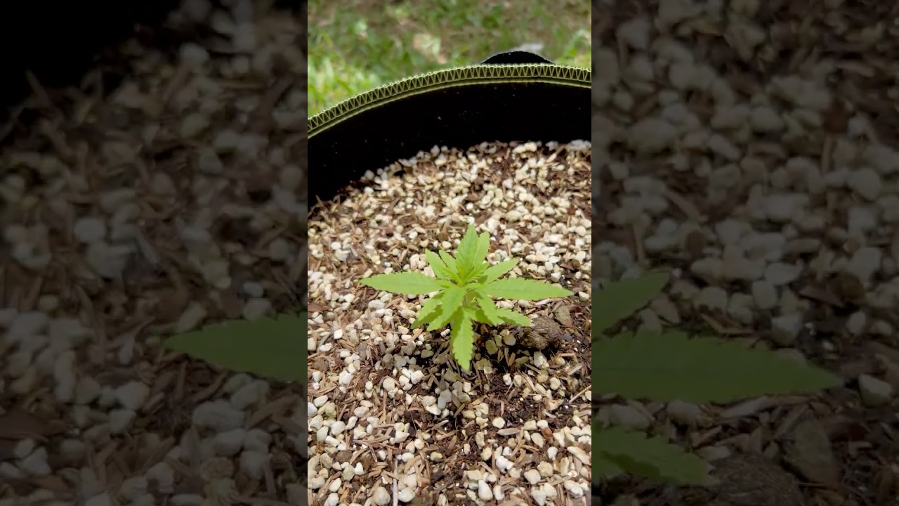 SuperCritical#1 Day 39 | Homegrown Cannabis in Tropical Thailand | Weed Outdoor Grow | #BudHead