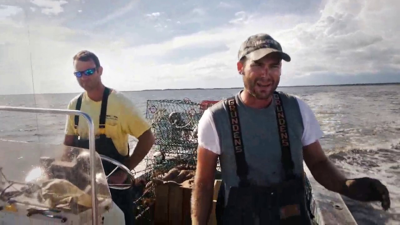 Season of the Crab - BLUE CRABS Part 1