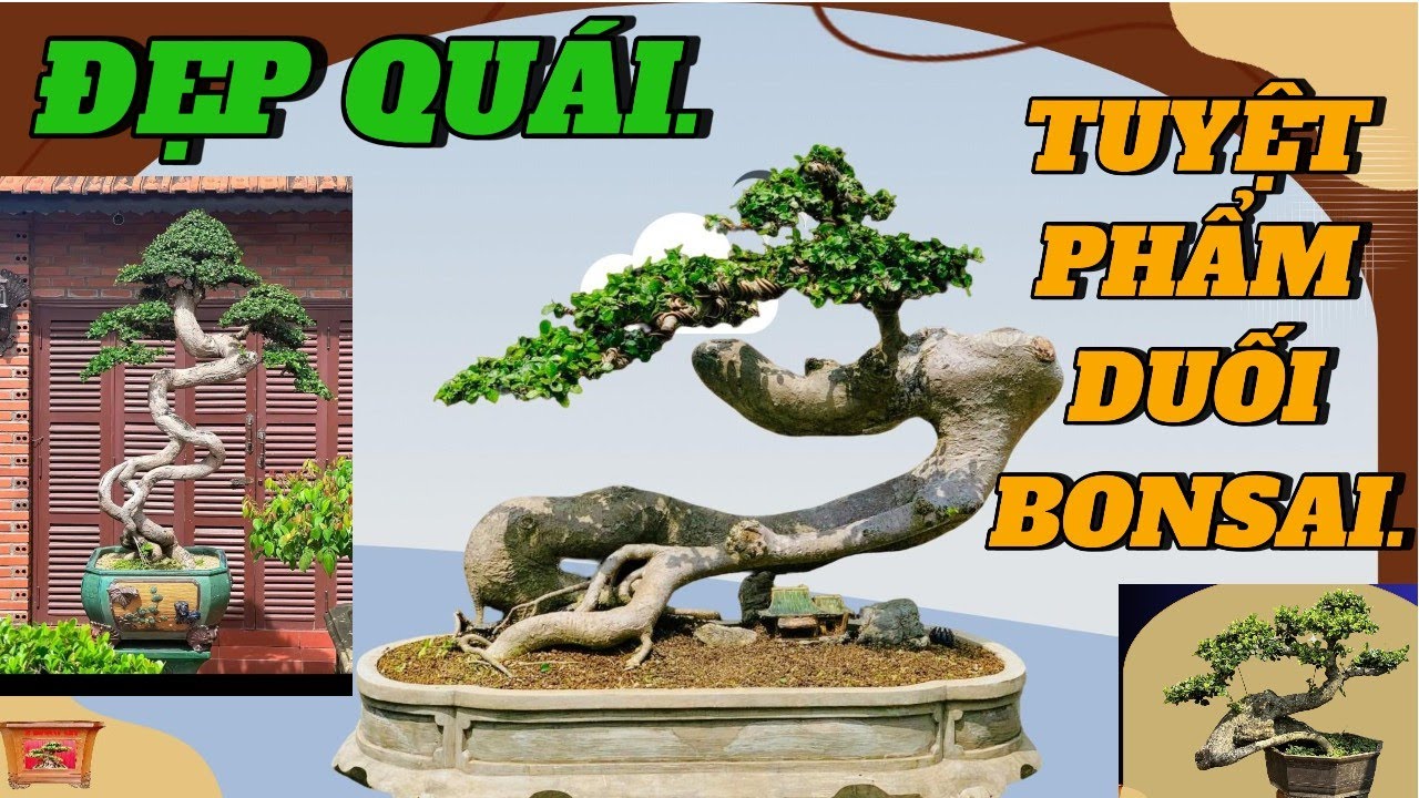 CHIÊM NGƯỠNG 70 TUYỆT PHẨM DUỐI BONSAI RẤT ĐẸP QUÁI #caycanh