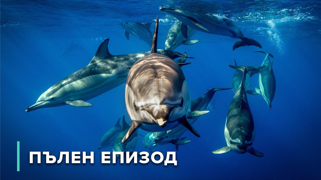 Открийте кораловите рифове и потъналия кораб на Роатан! | Дивата морска шир 106
