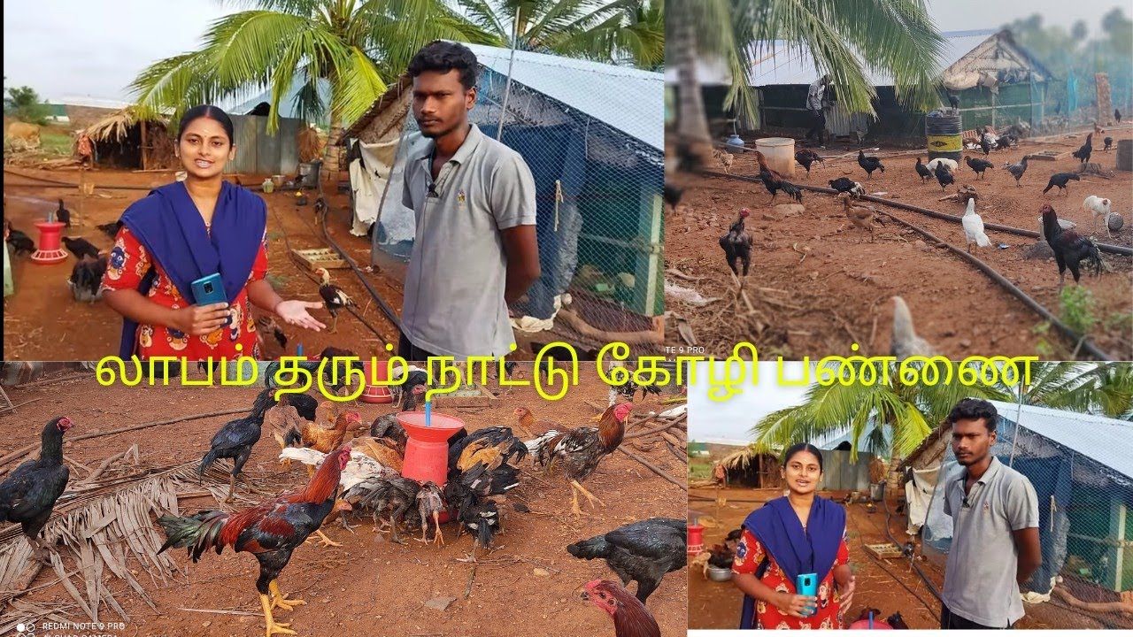 அதிகம் லாபம் தரும் நாட்டு கோழி வளர்ப்பு/Country Chicken Poultry Farm Beginners Tips In Tamil