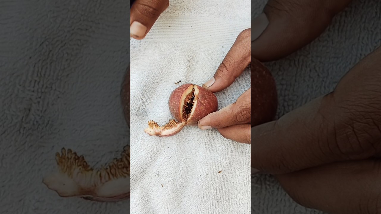 Fig cutting skills #fig #fruit #fruitcarvingideas #food #satisfying #dragonfruitgrowing #viralvideo