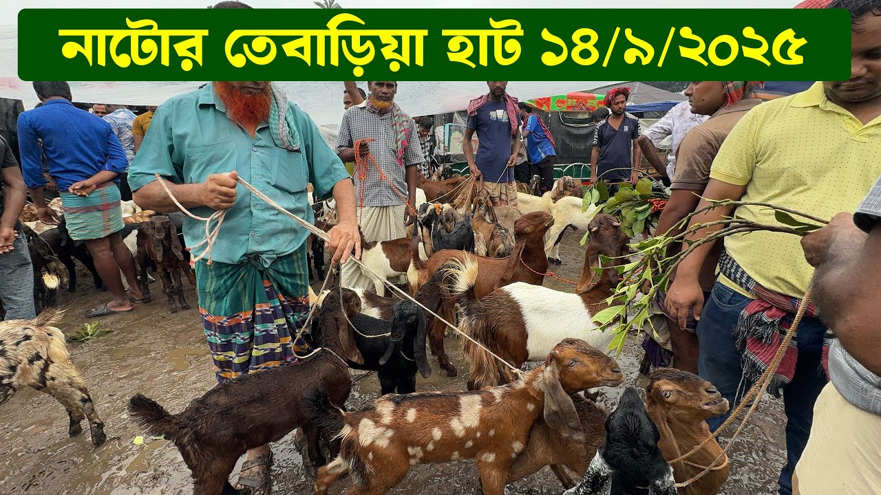 নাটোর তেবাড়িয়া হাটে বৃষ্টির কারণে ছাগল কেনা বেচা কম 