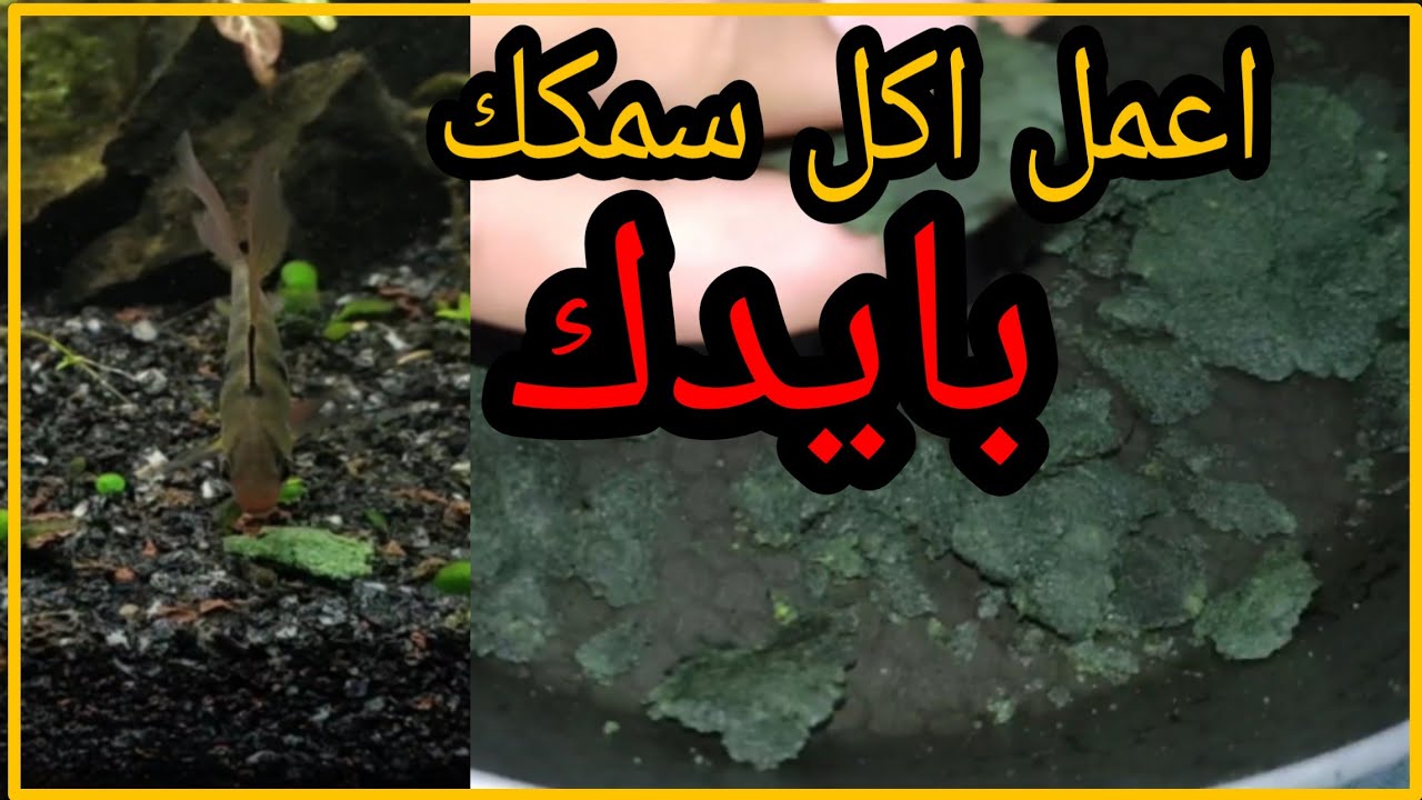 طريقة عمل طعام للاسماك الزينه