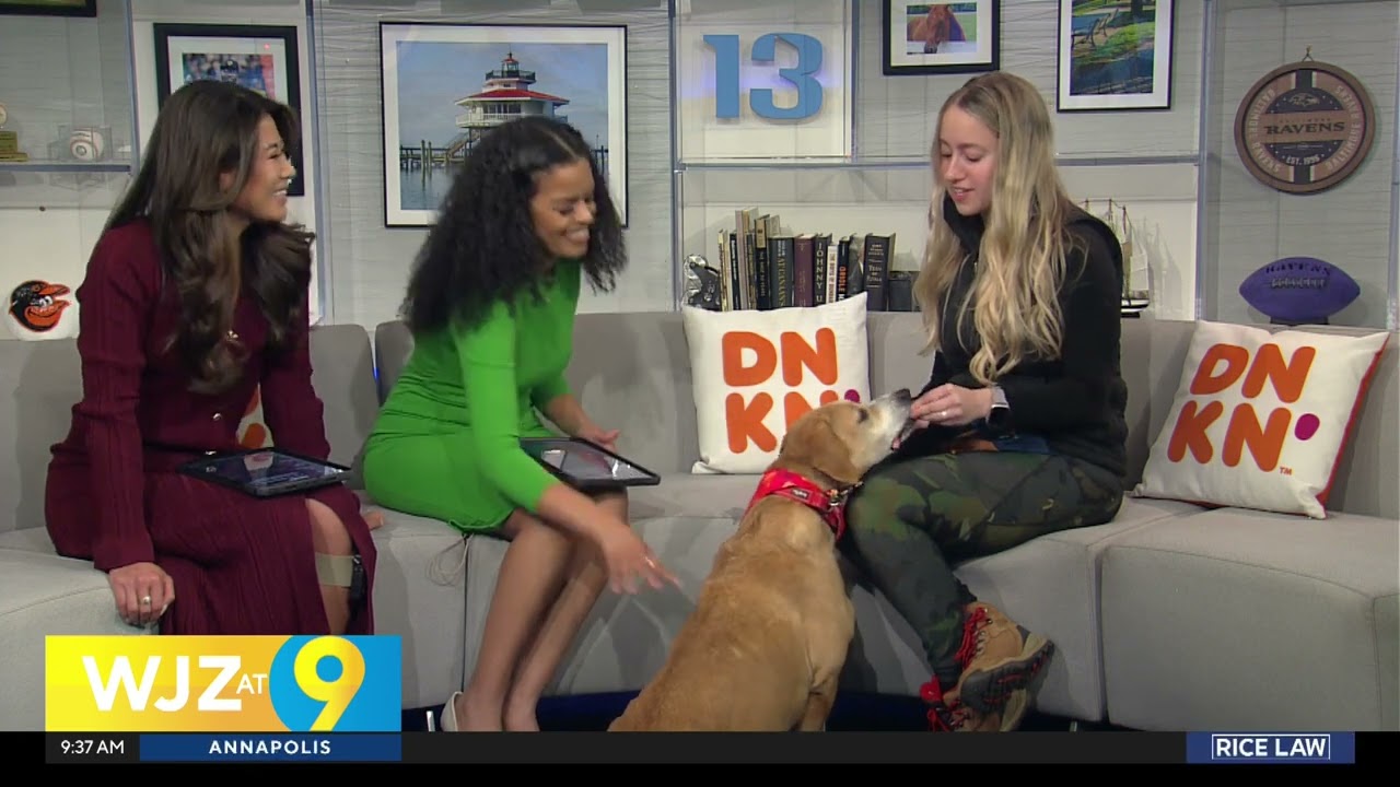 Adoptable Madison visits WJZ Baltimore in search of a home.